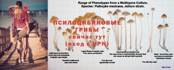 ПСИЛОЦИБИНОВЫЕ ГРИБЫ Абаза